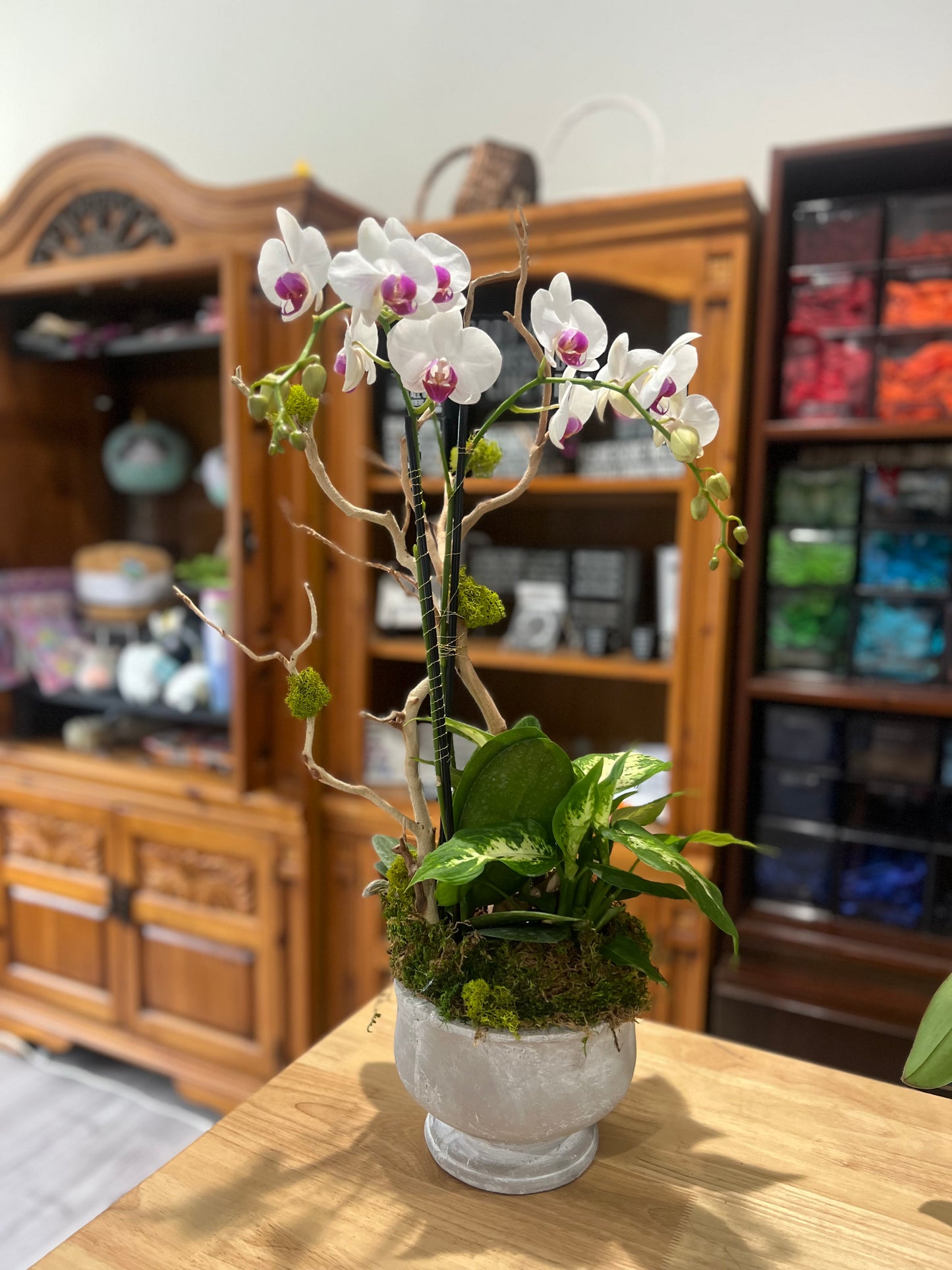 White Whisper Orchid Garden